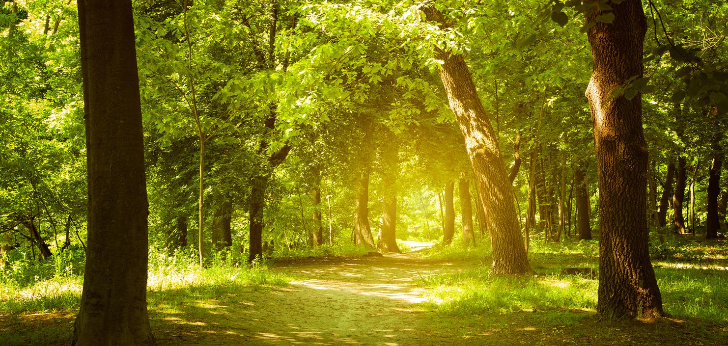 Sonnendurchfluteter Waldweg, umgeben von grünen Bäumen und üppigem Gras, im Hintergrund weiches Licht.
